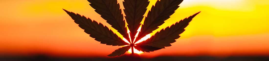 10 Factors To Consider When Choosing a POS System for a Cannabis Store