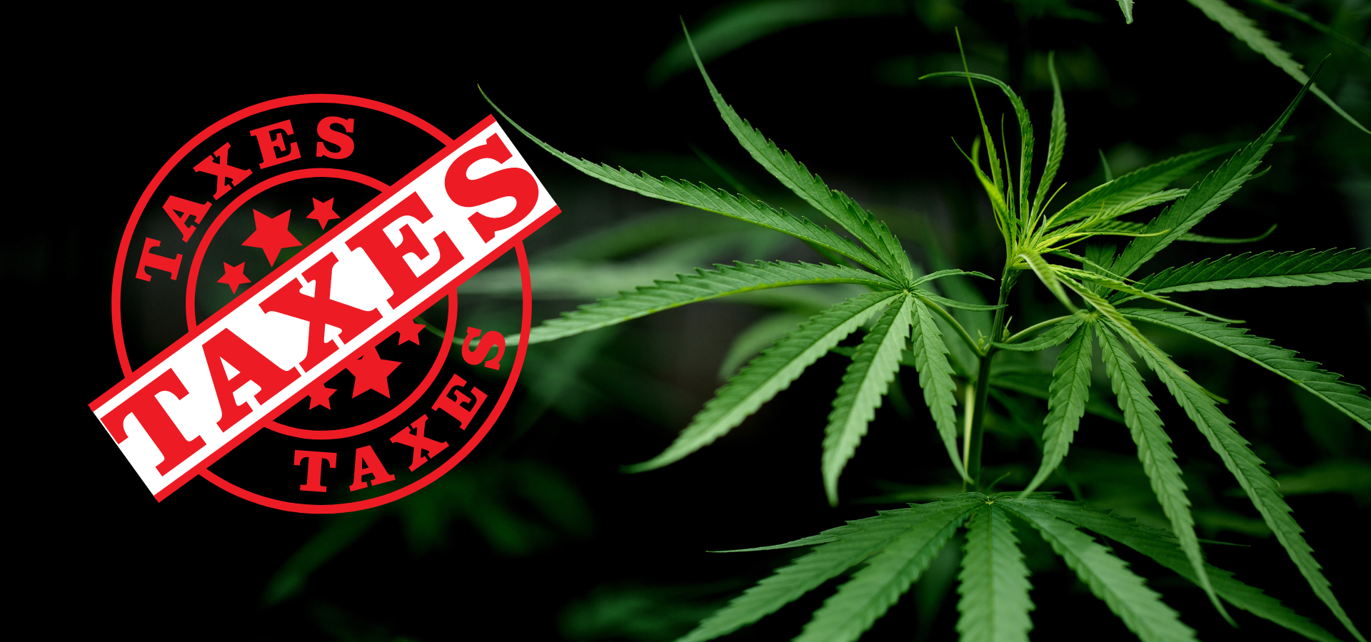 Canadian Cannabis Industry Faces Tax Trouble: Unpaid Dues and Divided Reactions