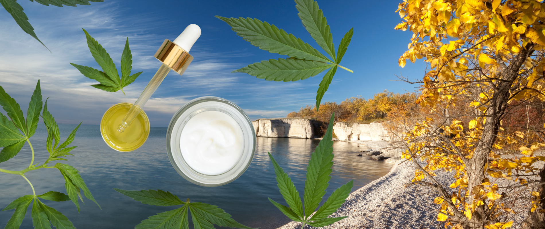 The Rise of Homegrown Cannabis: Manitoba to Overturn Ban